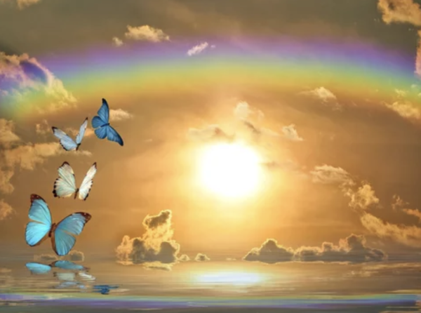 Butterflies and rainbow